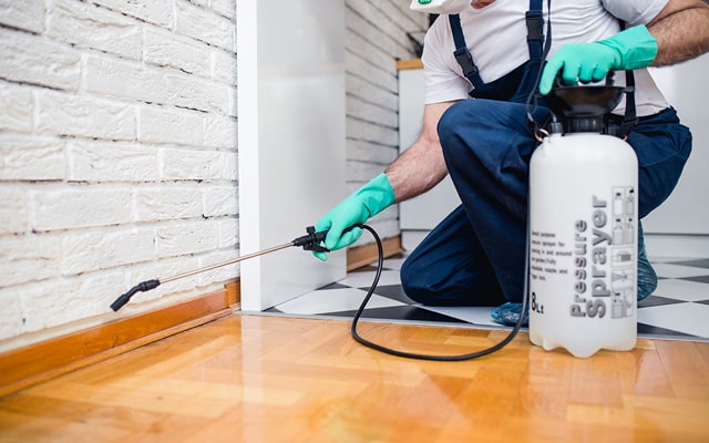 Why You Should Hire Pest Control Services in Thane?